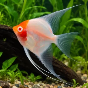 Скалария Red cap Albino (Pterophyllum scalare)