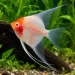 Скалария Red cap Albino (Pterophyllum scalare)