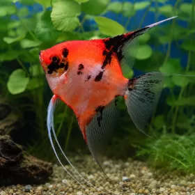 Скалария Red Devil (Pterophyllum scalare)