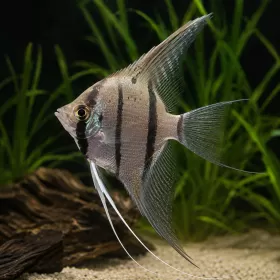 Скалария Peru Altum (Pterophyllum scalare “Peru Altum”)