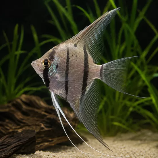 Скалария Peru Altum (Pterophyllum scalare “Peru Altum”) - 1