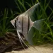 Скалария Peru Altum (Pterophyllum scalare “Peru Altum”)