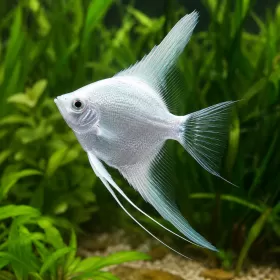 Скалария Platinum (Pterophyllum scalare)