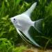 Скалария Platinum (Pterophyllum scalare)