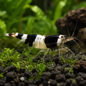 Скаридa Black Crystal (Caridina cantonensis)