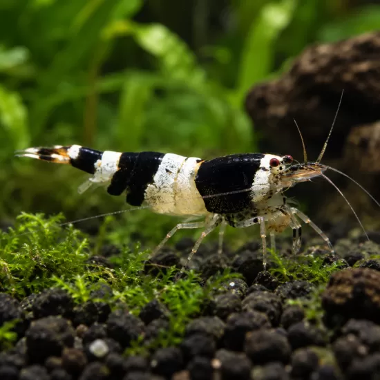 Скаридa Black Crystal (Caridina cantonensis) - 1