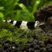 Скаридa Black Crystal (Caridina cantonensis)