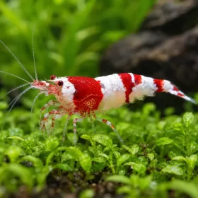 Скаридa Red Crystal (Caridina cantonensis)