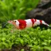 Скаридa Red Crystal (Caridina cantonensis)