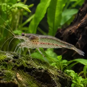 Скарида амано (Caridina multidentata)