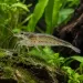 Скарида амано (Caridina multidentata)