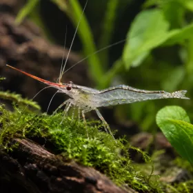 Скарида пинокио (Caridina gracilirostris)