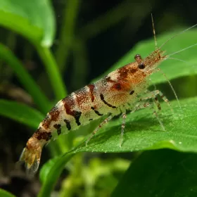 Скарида тайгър (Caridina mariae)