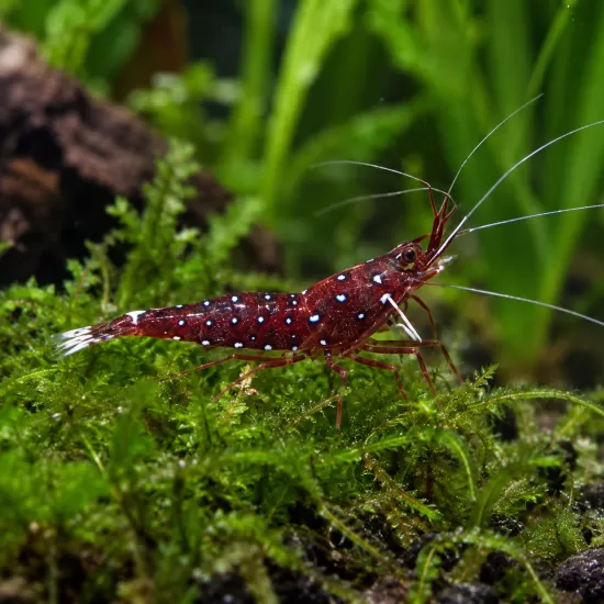 Скариди Caridina (Caridina sp.) - 1