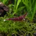 Скариди Caridina (Caridina sp.)