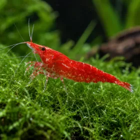 Скариди чери (Neocaridina davidi)