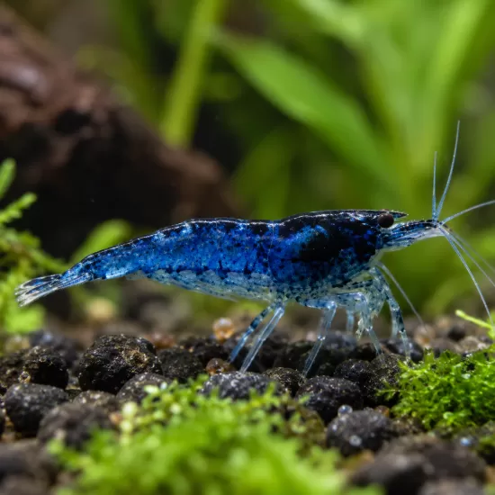 Скариди чери (Neocaridina davidi) - 3