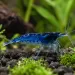 Скариди чери (Neocaridina davidi) - 3