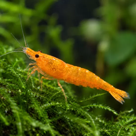 Скариди чери (Neocaridina davidi) - 2
