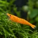 Скариди чери (Neocaridina davidi) - 2
