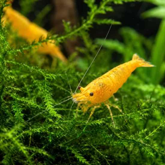 Скариди чери (Neocaridina davidi) - 4