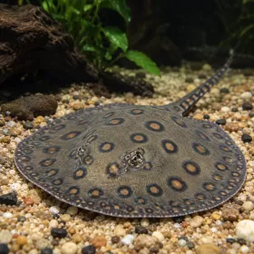 Скат моторо (Potamotrygon motoro)