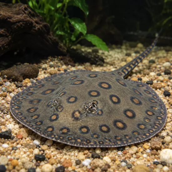 Скат моторо (Potamotrygon motoro) - 1