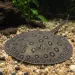 Скат моторо (Potamotrygon motoro)