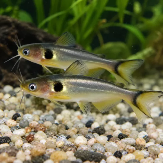 Слънчев сом (Horabagrus brachysoma) - 1