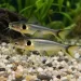 Слънчев сом (Horabagrus brachysoma)