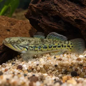 Снейкхед гъджън (Ophieleotris aporos)