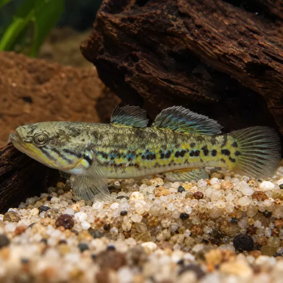 Снейкхед гъджън (Ophieleotris aporos) - 1