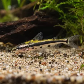 Сом Ornate Shadow (Hyalobagrus ornatus)