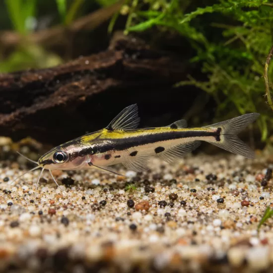 Сом Ornate Shadow (Hyalobagrus ornatus) - 1