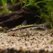 Сом Ornate Shadow (Hyalobagrus ornatus)