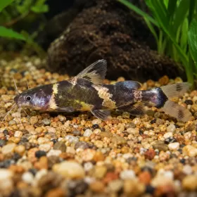 Сом бъмбълби (Pseudomystus siamensis)