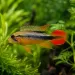 Апистограма Агасизи - Double Red (Apistogramma agassizii)