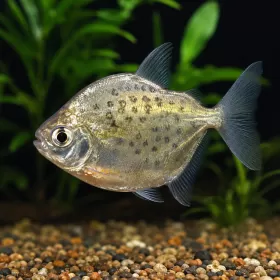 Сребърен долар спотед (Metynnis maculatus)