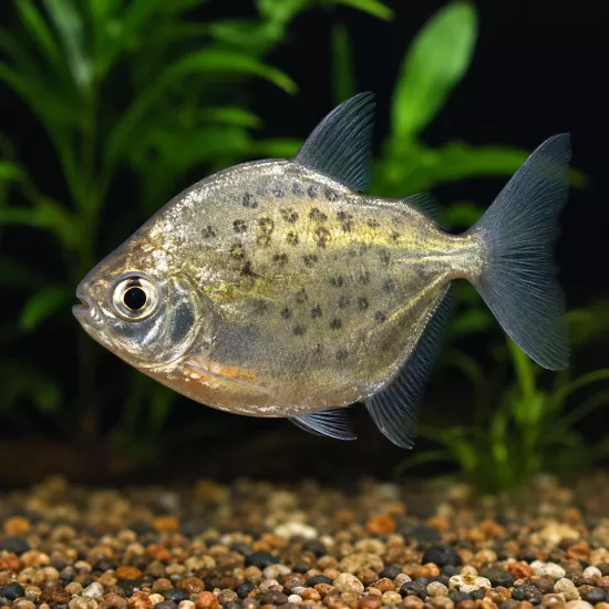 Сребърен долар спотед (Metynnis maculatus) - 1
