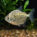 Сребърен долар спотед (Metynnis maculatus)