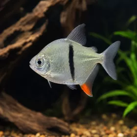 Сребърен долар блек бар (Myloplus schomburgkii)