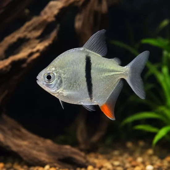 Сребърен долар блек бар (Myloplus schomburgkii) - 1