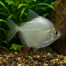 Сребърен долар (Metynnis argenteus)