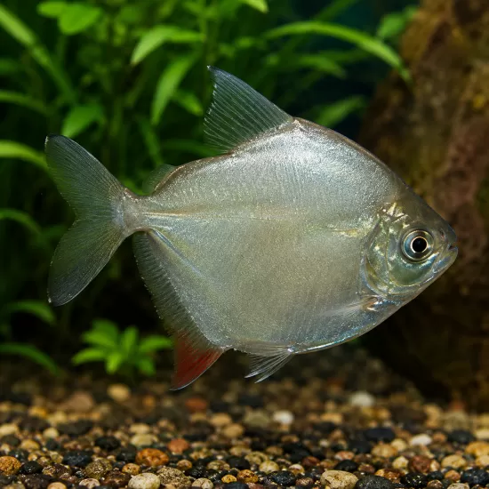 Сребърен долар (Metynnis argenteus) - 1