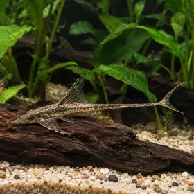 Стуризома панамска (Sturisoma panamense)