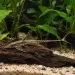 Стуризома панамска (Sturisoma panamense)