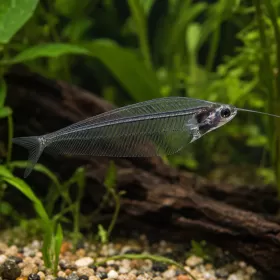 Стъклен сом (Kryptopterus vitreolus)
