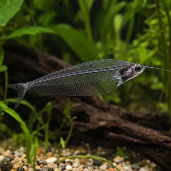 Стъклен сом (Kryptopterus vitreolus) - 1