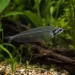Стъклен сом (Kryptopterus vitreolus)