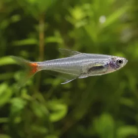 Стъклена тетра (Prionobrama filigera)